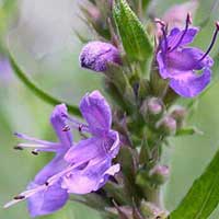 Piante medicinali: Issopo