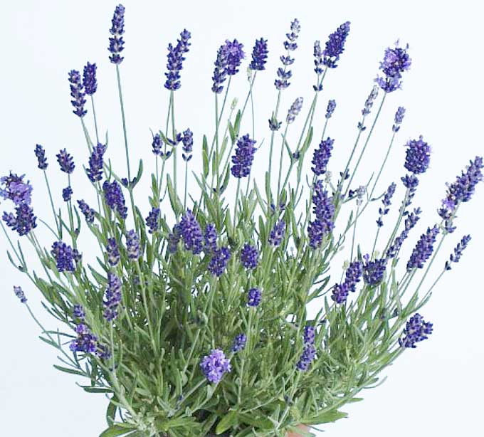 Proprietà della pianta di lavanda
