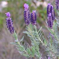 Piante medicinali: Lavanda