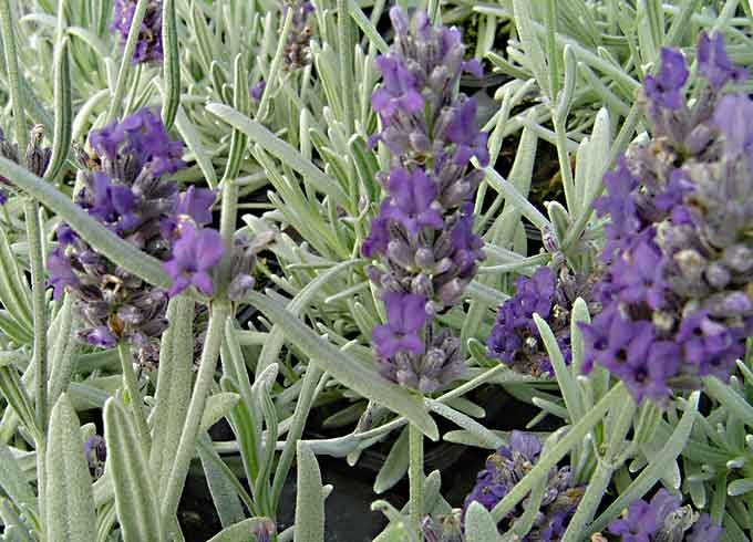 Fiori di lavanda