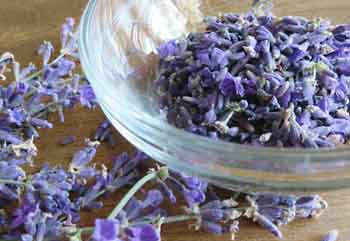 Fiori di lavanda