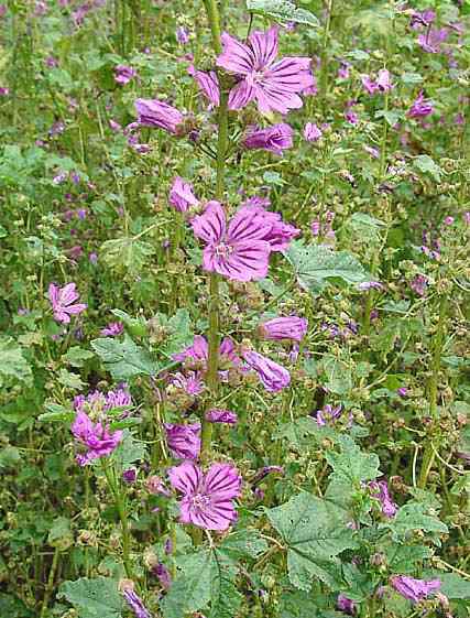 Proprietà della pianta di malva
