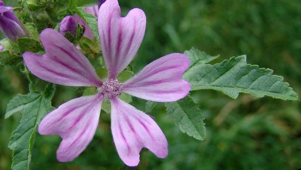 pianta di malva