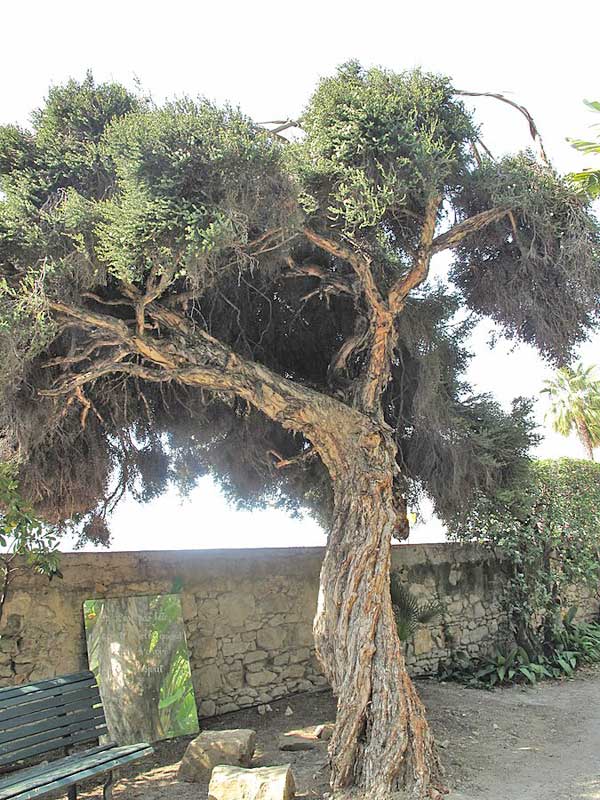 Proprietà della pianta di melaleuca