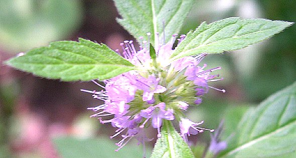 Fiore della pianta di menta
