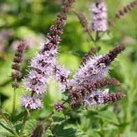 Piante medicinali: Menta