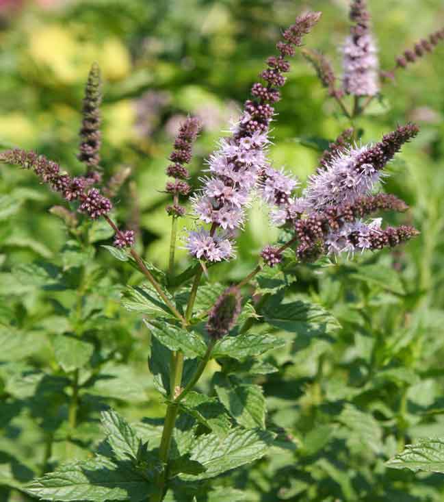 Proprietà della pianta di menta