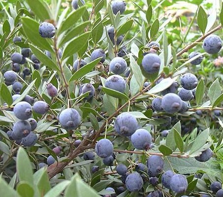 Proprietà della pianta di mirto