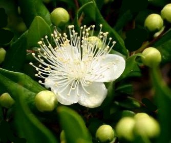 Fiore della pianta di mirto