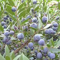 Piante medicinali: Mirto