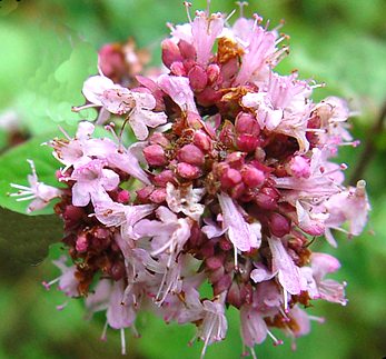 Particolare fiore di origano