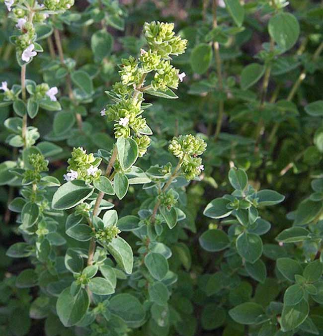 Proprietà della pianta di origano