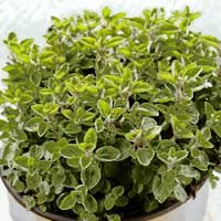 Piante medicinali: Origano