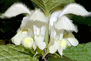 Ortica bianca