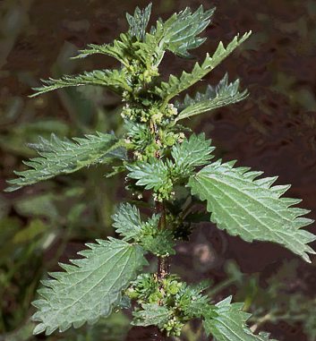 Ortica urens