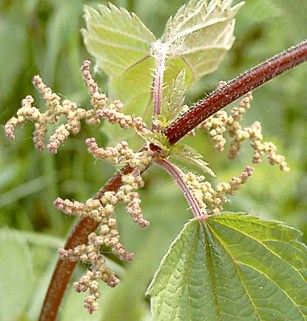 Fiore di ortica