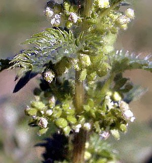 Urtica urens