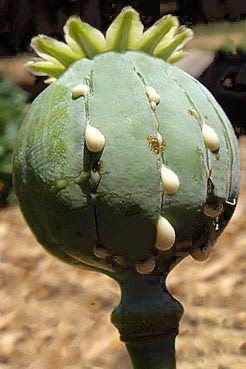 Capsula papavero da oppio