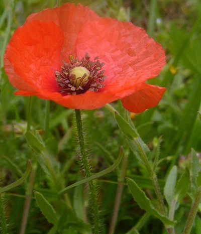 Fiore di papavero selvatico