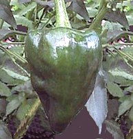 Peperoncino Ancho mulato Peperoncino Ancho mulato
