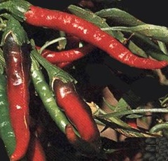 Peperoncino Cayenna red