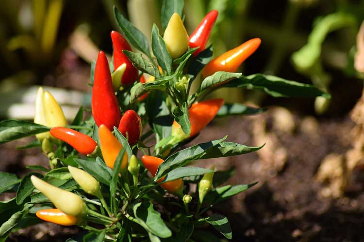 Proprietà della pianta di peperoncino
