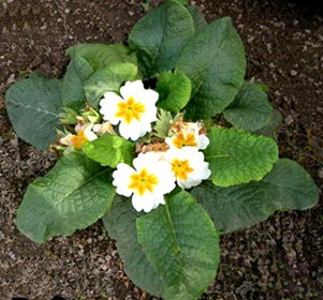 Primula vulgaris Primula acaulis