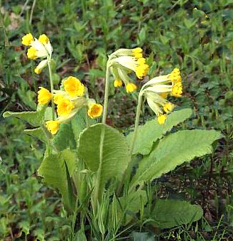Primula veris Primula veris