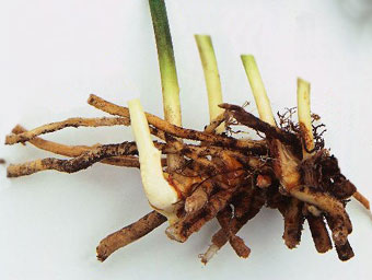 rizoma di pungitopo
