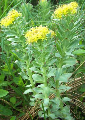 Rodiola rosea