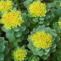 Piante medicinali: Rodiola