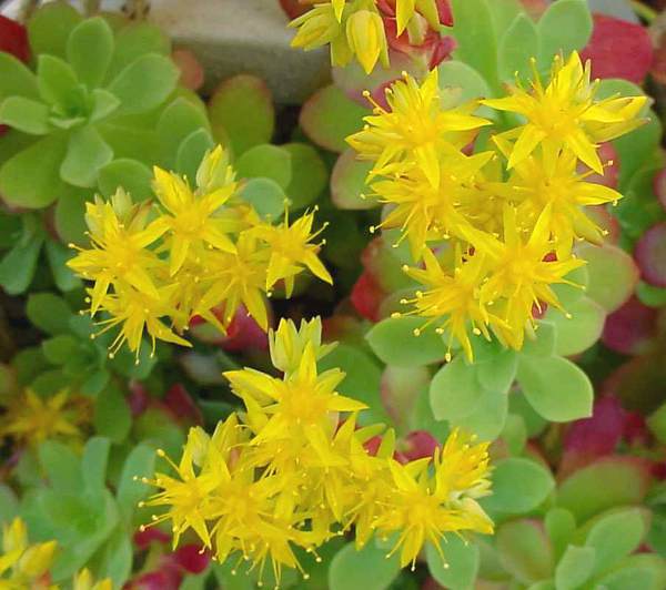 Fiore di rodiola