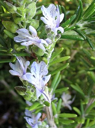 Fiore di rosmarino