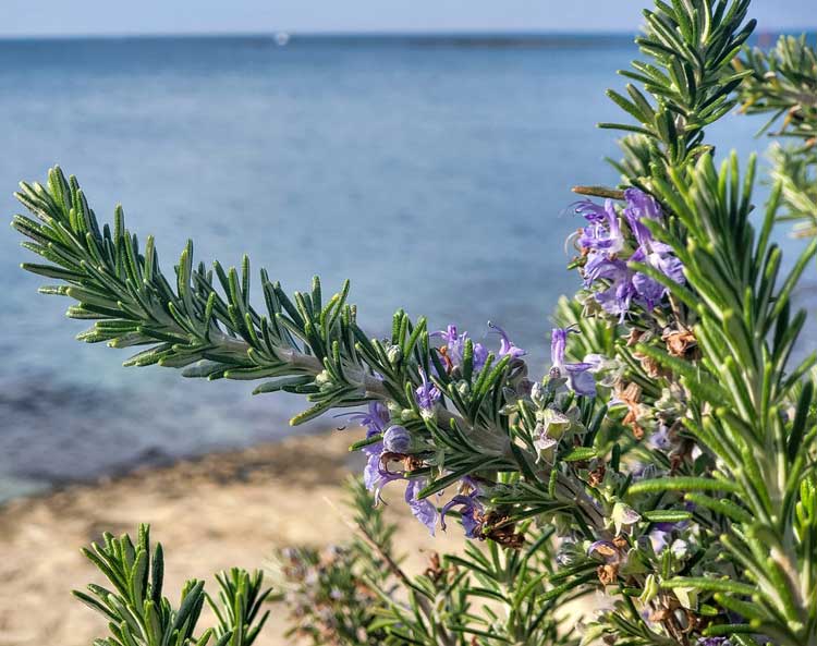 Proprietà della pianta di rosmarino