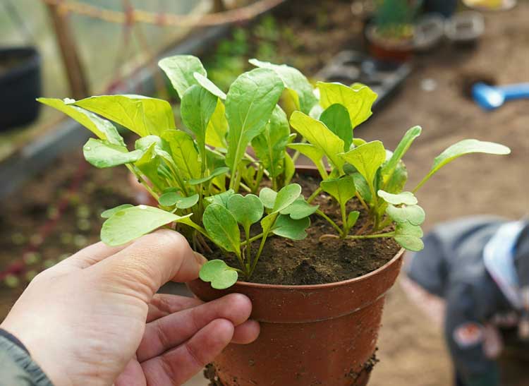 Proprietà della pianta di rucola