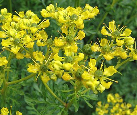 Fiori di ruta