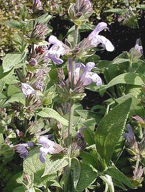 Fiori di salvia