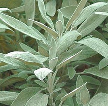 Proprietà della pianta di salvia
