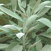 Piante medicinali: Salvia