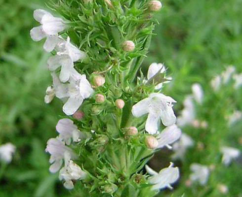 Particolare fiore di santoreggia