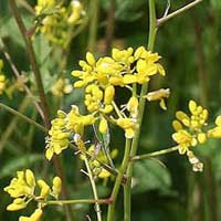 Piante medicinali: Senape