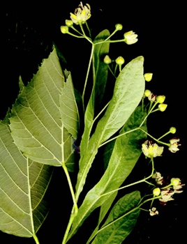 Foglie di tiglio