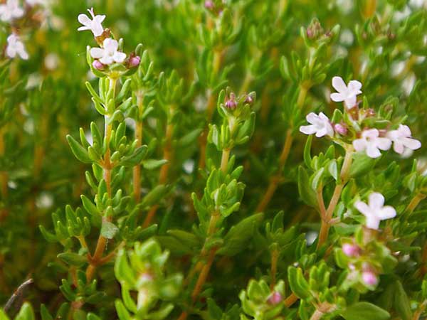 Fiore della pianta di timo
