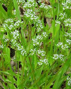 Valeriana Valeriana