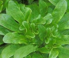 Valeriana Valeriana