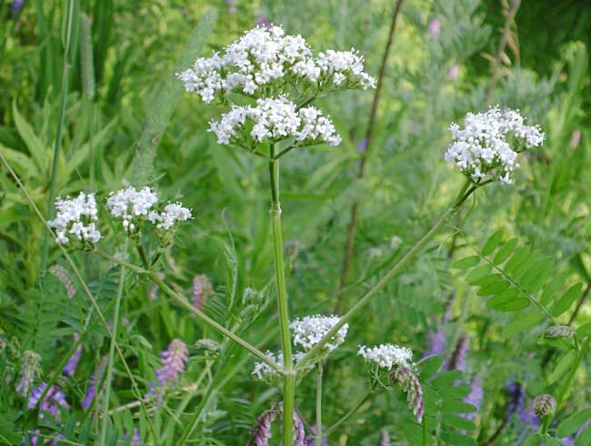 Proprietà della pianta di valeriana