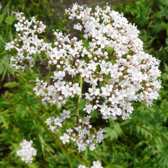 Valeriana officinalis
