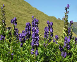Piante velenose: Aconito