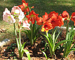Piante velenose: amaryllis