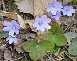 Piante velenose: Anemone